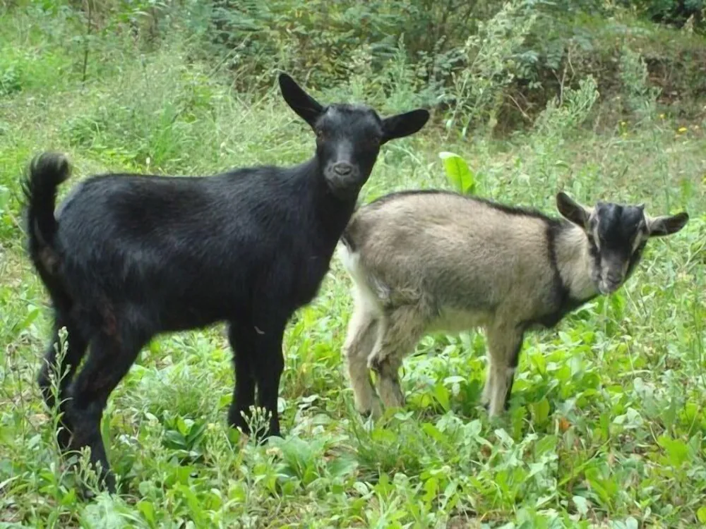 Goats grazing At Al-Giardino-degli-Etruschi, Chiusi Depicting Everyday Rural Scene
