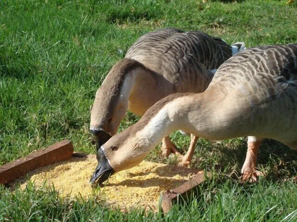 Ducks Grazing At Al-Giardino-degli-Etruschi, Chiusi Depicting Everyday Rural Scene